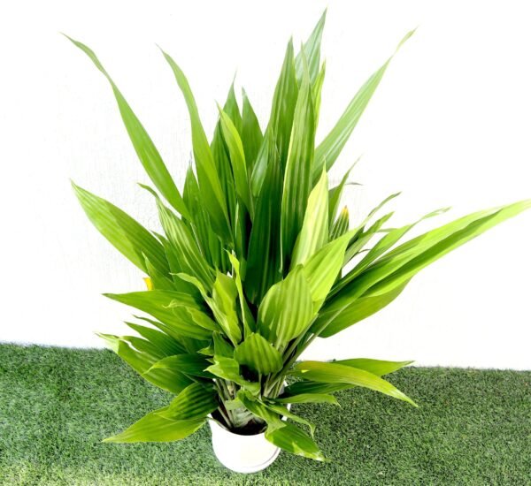 Aspidistra - Image 4