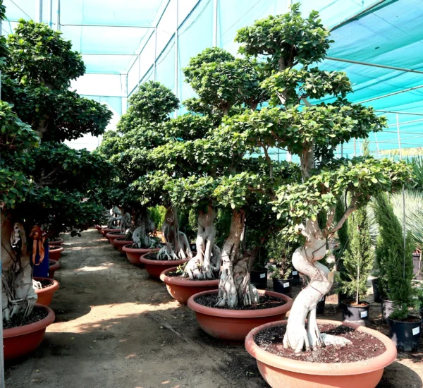 Ficus - Image 5