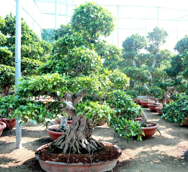 Ficus nittida - Image 5