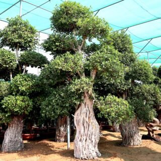 Ficus