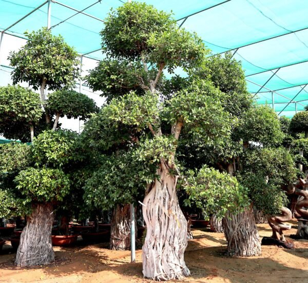 Ficus nittida - Image 4