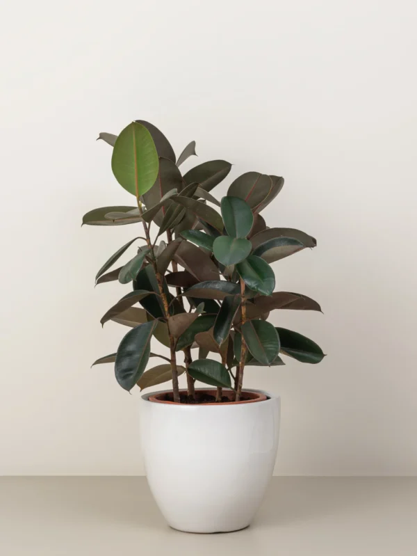 Ficus Robusta - Image 4