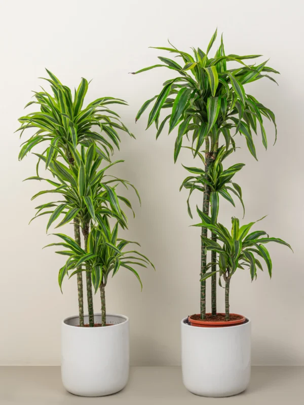 Lemon lime - Image 5