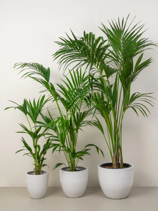 howea forsteriana (1.5CM H)