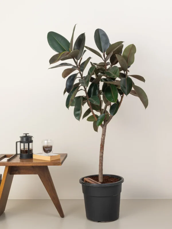 Ficus Robusta