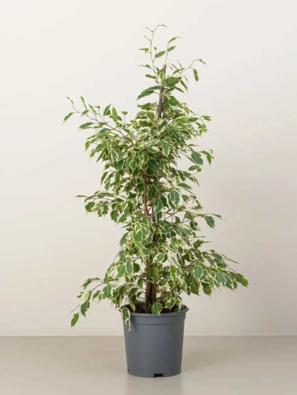 Twisted Ficus plant - Image 6