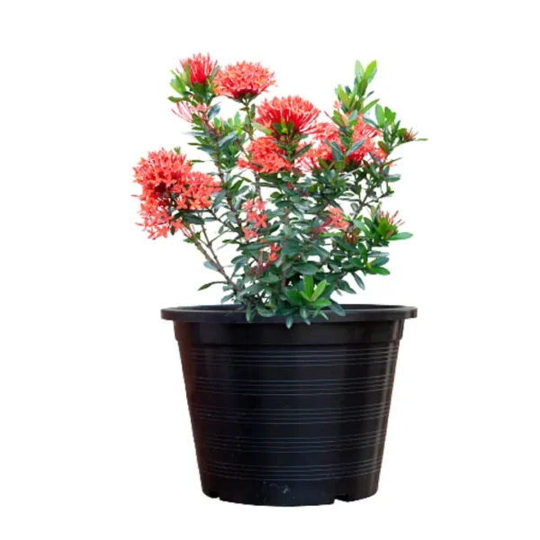 Xora Coccinea - Image 3