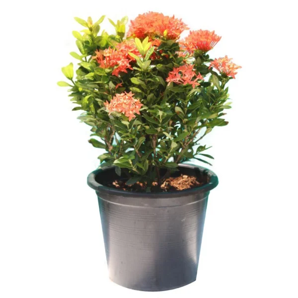 Xora Coccinea - Image 5