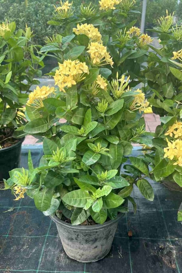 Live medium Ixora - Image 4