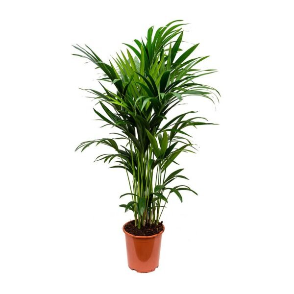 howea forsteriana (1.5CM H) - Image 5