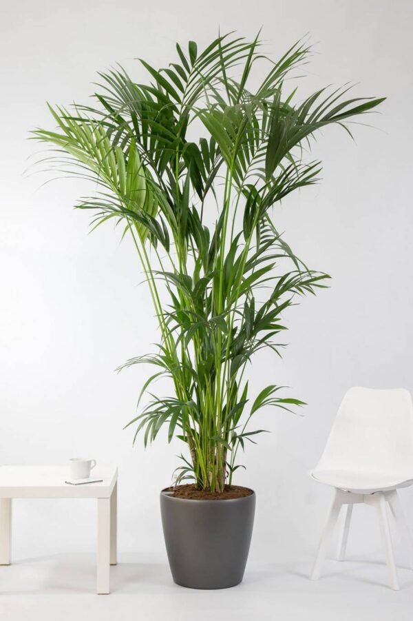 howea forsteriana (1.5CM H) - Image 2