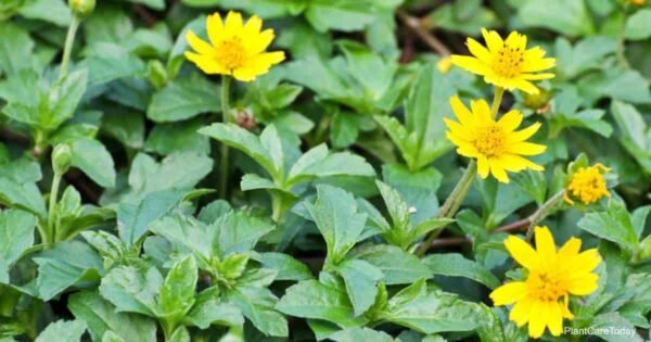Vadelia plants - Image 5