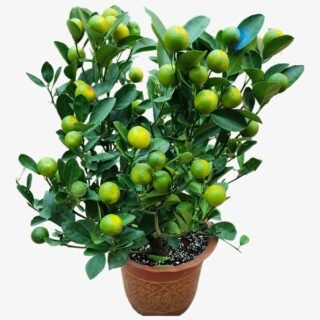 Lemon plants