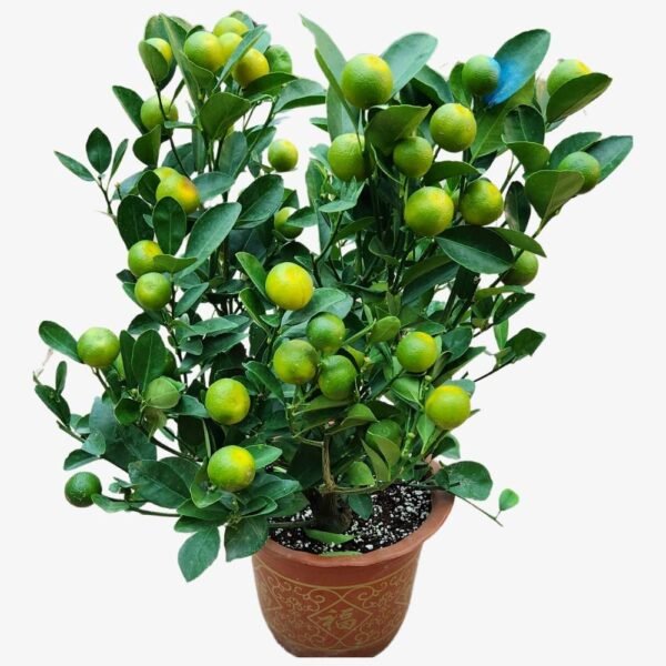 Lemon plants