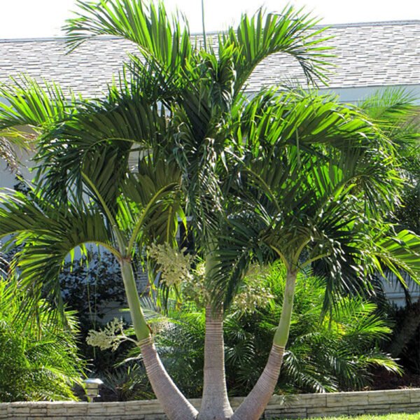 Royal palm trees - Image 2