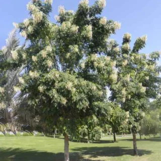 Millingtonia trees