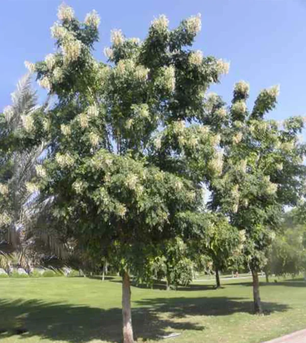 Millingtonia trees