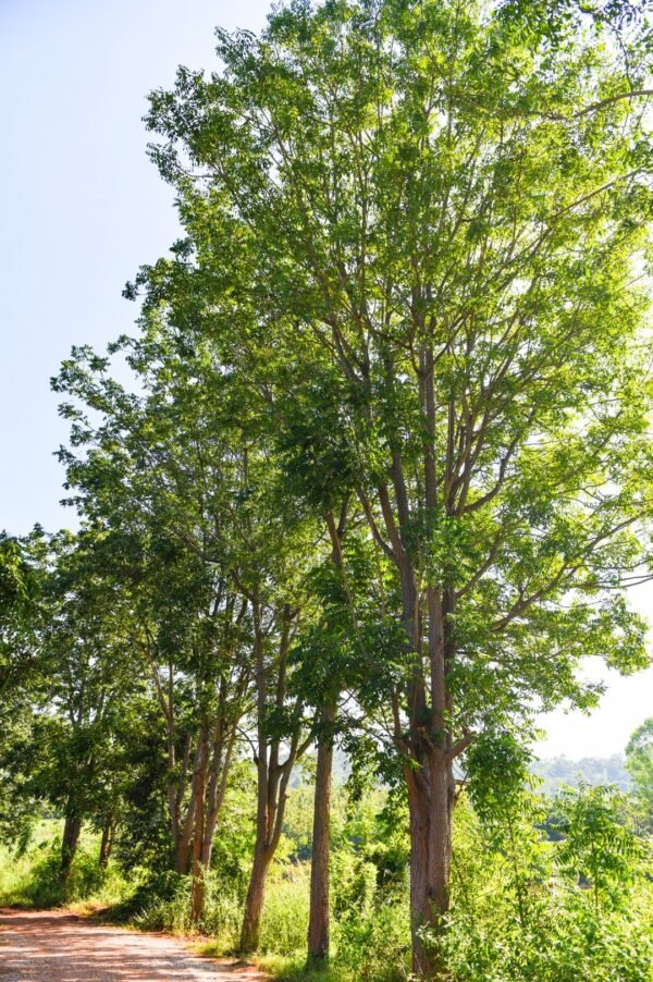 Neem Trees - Image 4