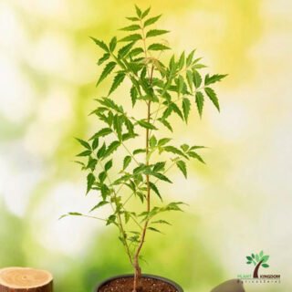 Neem Trees