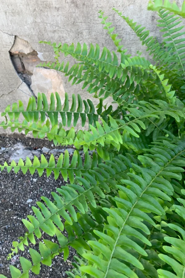 Nephro plant - Image 4