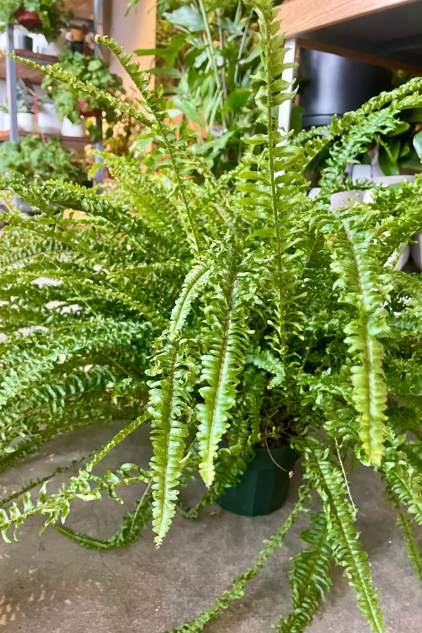Nephro plant - Image 5