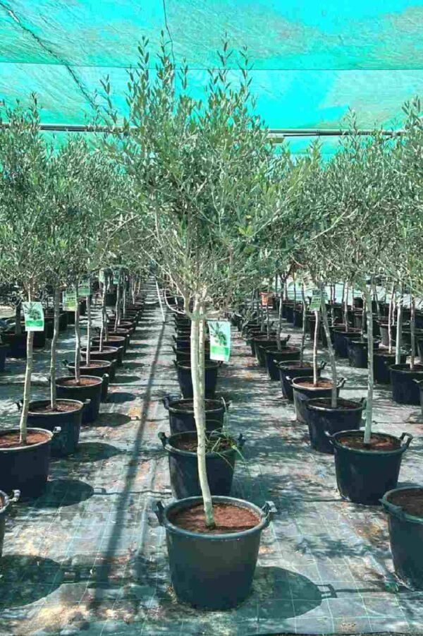 Olive trees - Image 2