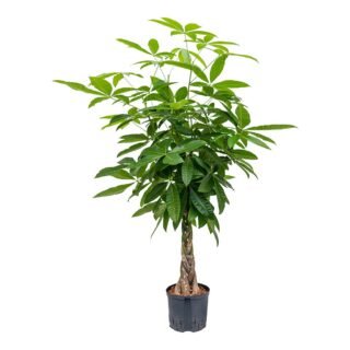 Twisted Ficus plant