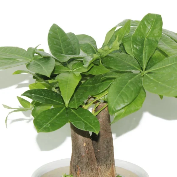 pachira plants