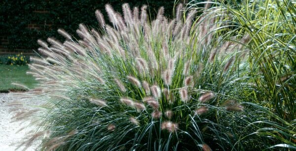 Pennisetum - Image 2