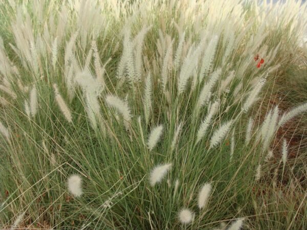 Pennisetum - Image 3