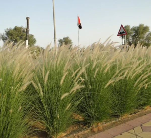 Pennisetum - Image 6