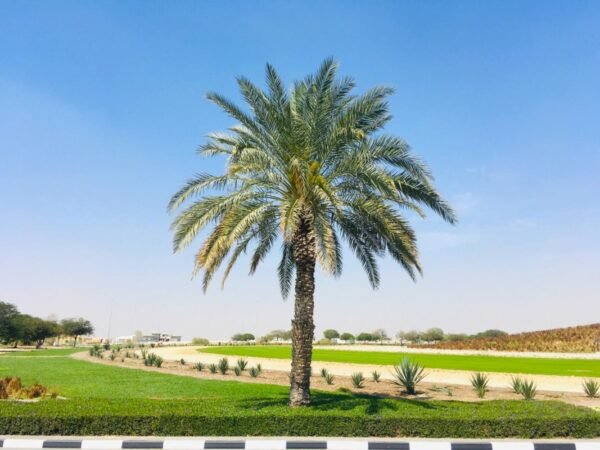 Royal palm trees - Image 5