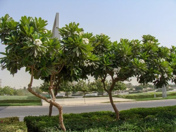 Plumeria - Image 6