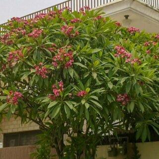Plumeria