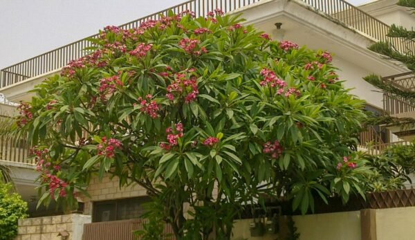 Plumeria