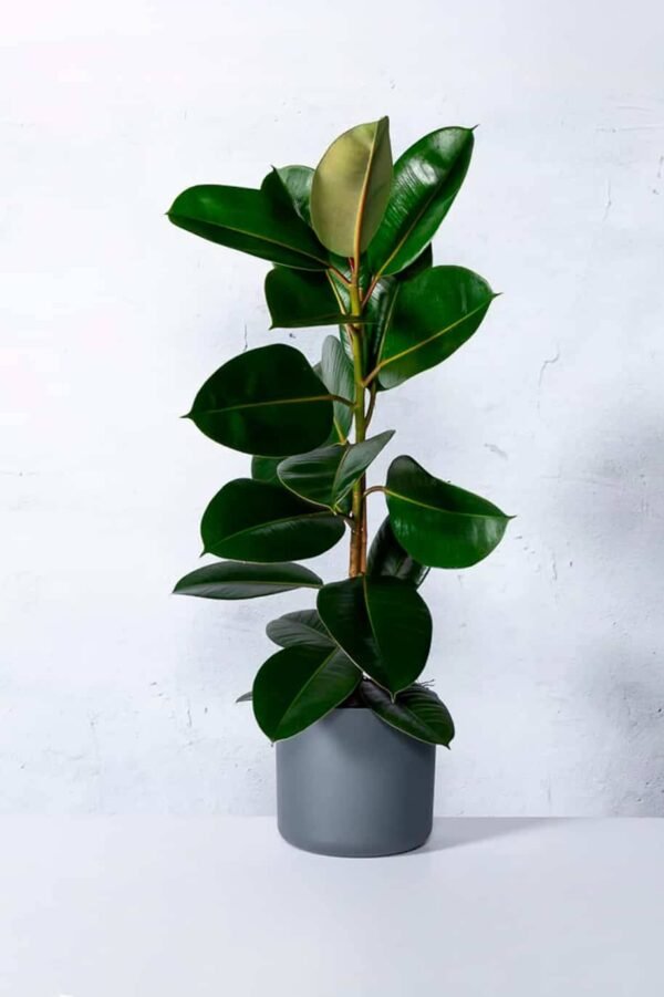 Ficus Robusta - Image 2