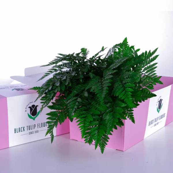 Fern Leaves - Image 7