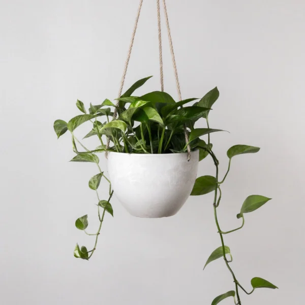 Money plant with white fiber pot - Image 4