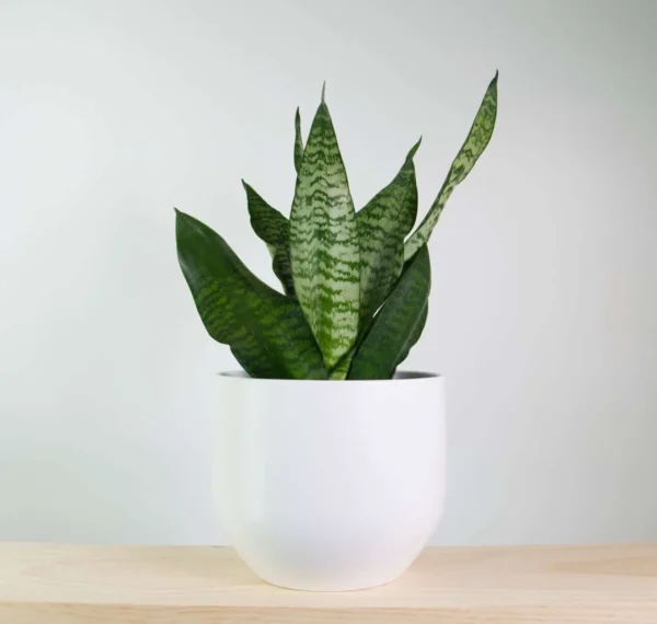 Table top snake plants - Image 5