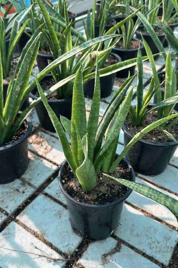 Table top snake plants - Image 4