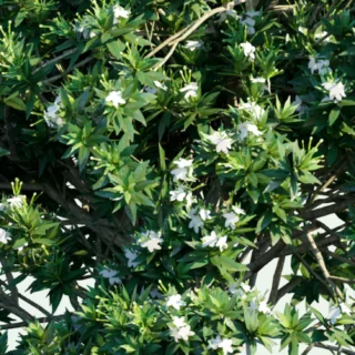 Tabernaemontana Divaricata, Crape Jasmine
