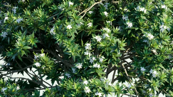 Tabernaemontana Divaricata, Crape Jasmine