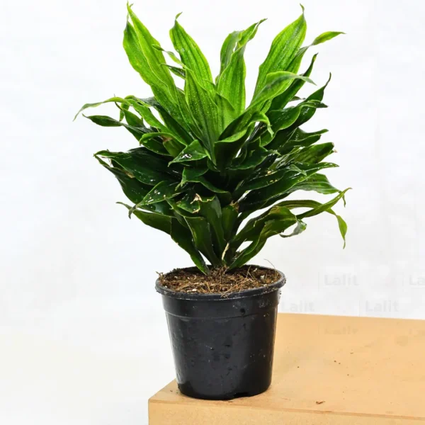 Dracaena deremensis - Image 2