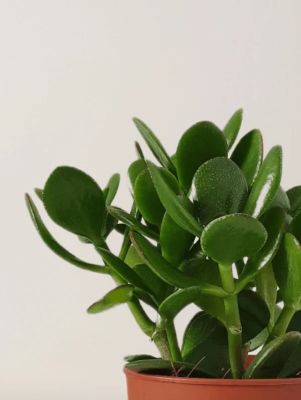 Jade plant - Image 5