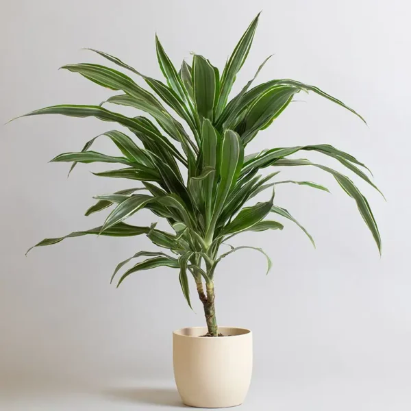 Dracaena deremensis - Image 4