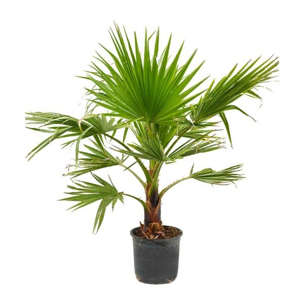 WASHINGTONIA - Image 3