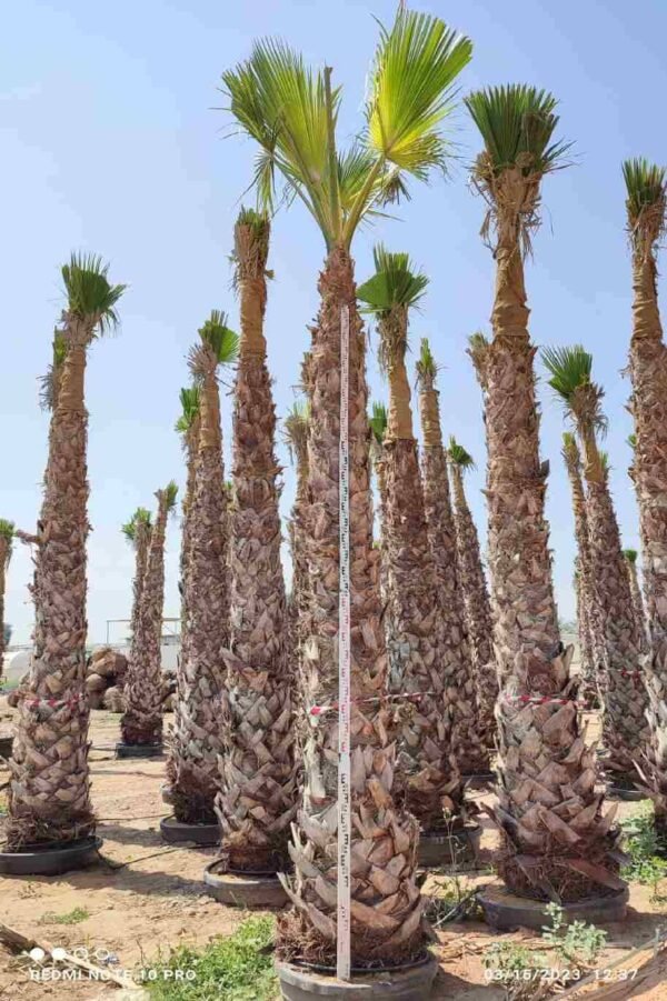WASHINGTONIA - Image 5