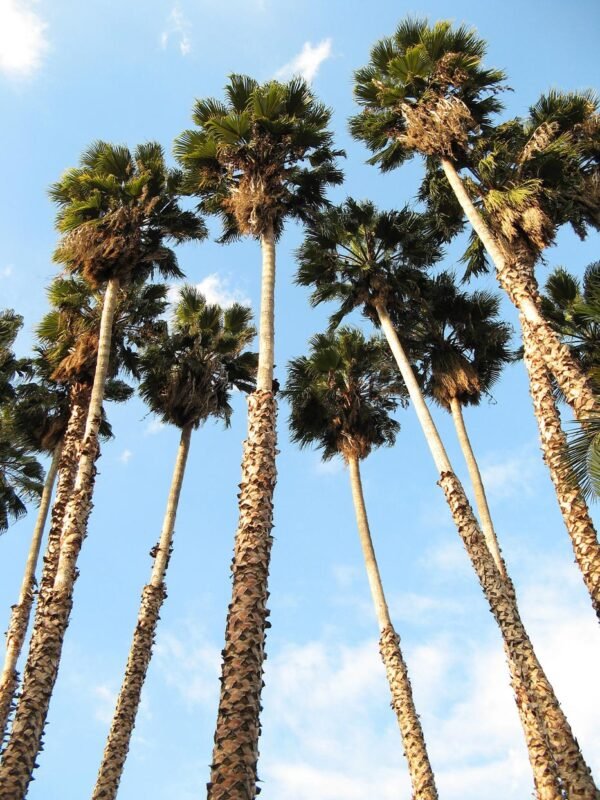 WASHINGTONIA - Image 6