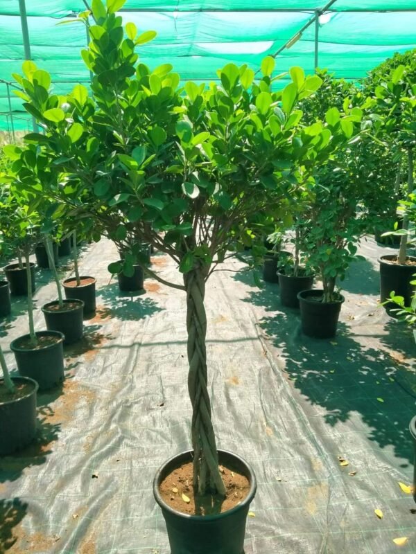 Ficus Panda-single Head - Image 3
