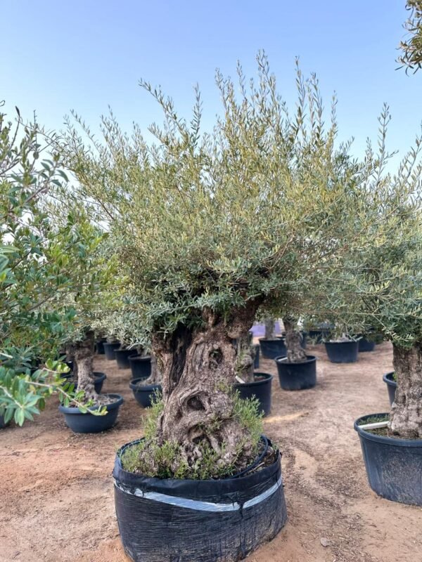 Olive trees - Image 3